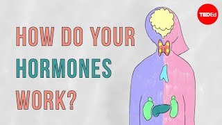 How do your hormones work  Emma Bryce [upl. by Catarina]