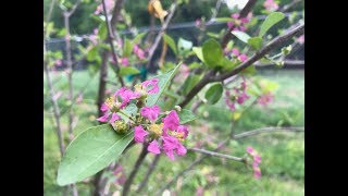 What Happens To A Barbados Cherry After Being Planted [upl. by Arac]