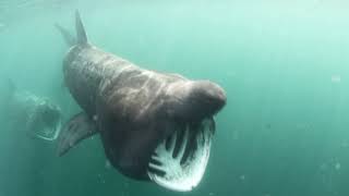 Basking Shark Scotland Introduction [upl. by Imotih]