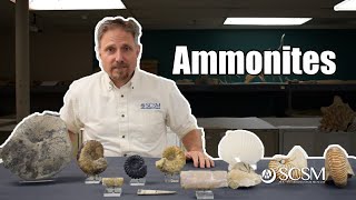 All About Ammonites [upl. by Bensen648]