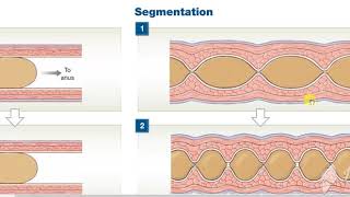 Peristalisis Vs Segmentation [upl. by Nnaitsirk]