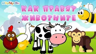 КАК ПРАВЯТ ЖИВОТНИТЕ 🐷🐵🐓 Образователно видео за деца [upl. by Anomer95]