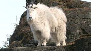 Mountain Goats Aren’t Actually Goats  National Geographic [upl. by Anegue]