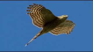 Sparrowhawk Bird Call Bird Song [upl. by Llekcir]