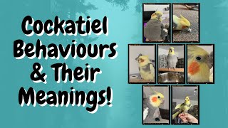 Cockatiel Behaviours and Their Meanings  TheParrotTeacher [upl. by Eldwun]