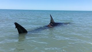 Paddling Next To Great White Shark [upl. by Notlem]