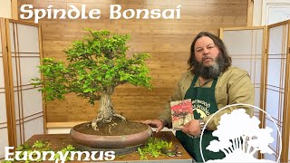 Greenwood Bonsai  Spindle Bonsai Euonymus [upl. by Enautna784]