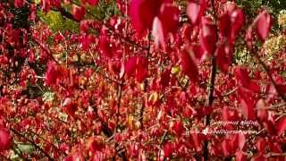 Euonymus alatus Winged Spindle [upl. by Elaweda207]