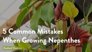 5 Most Common Mistakes When Growing Nepenthes [upl. by Einnej]