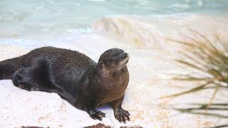 LIVE Otter Oasis River Otter Webcam [upl. by Bergeron109]