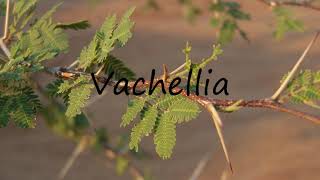 How to Pronounce Vachellia [upl. by Yduj]