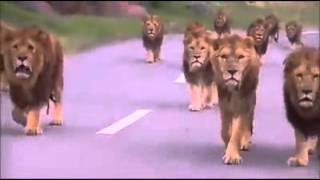 Lions Walk In The Road  Kings are Walking [upl. by Libbey793]