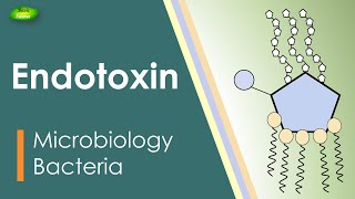 Lipopolysaccharides  LPS  Endotoxin  Bacterial toxin  Inflammation  Basic Science Series [upl. by Nodrog]