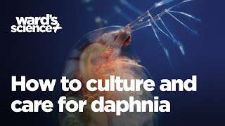 Caring and Culturing for Daphnia [upl. by Harehs]