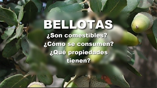 BELLOTAS  Desamargado y propiedades [upl. by Nevaj]