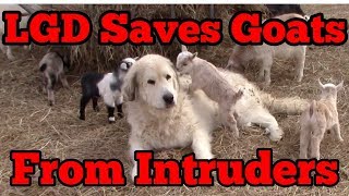 Livestock Guardian Dog Saves Goats From Intruders [upl. by Lisan]