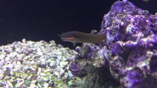 Species Spotlight Season 2  The Tail Spot Blenny  Epsiode 21 [upl. by Assital]