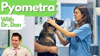 Dog pyometra infected uterus Dr Dan explains [upl. by Thisbee512]