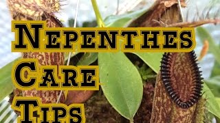 Nepenthes Basics How to Grow Nepenthes Carnivorous Pitcher Plants [upl. by Balac506]