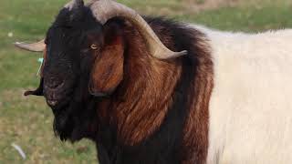 Boer Goats  Quality Meat Producers [upl. by Odnolor]