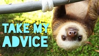 5 Pieces Of Life Advice From Sloths [upl. by Rashidi993]