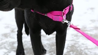 How To Put On A NoPull Dog Harness [upl. by Dumond]