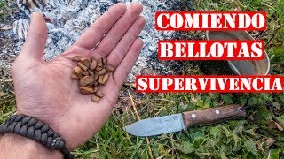 Comida De Supervivencia  Como Cocinar Bellotas En El Bosque [upl. by Catha]