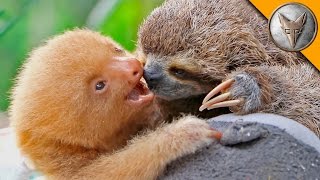 Sloth vs Sloth [upl. by Enilraep]