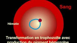 Cycle Plasmodium Malaria [upl. by Siwel]