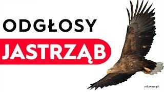 Jastrząb  odgłosy jastrzębia [upl. by Ytsanyd]