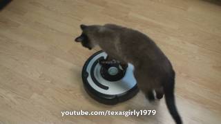 Cat shows HOW TO use iRobot Roomba Vacuum [upl. by Eenoj434]