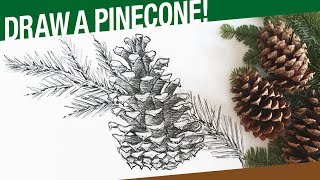 How To Draw A Pinecone amp Pine Tree Branch Winter [upl. by Damarra]