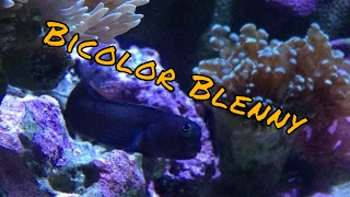 Bicolor Blenny Care Guide [upl. by Aalst]