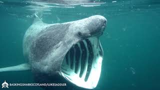 Feeding Basking Shark [upl. by Esylla]