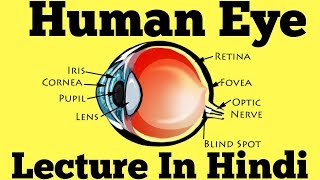 Human Eye Diagram Explained in Hindi [upl. by Karlise]