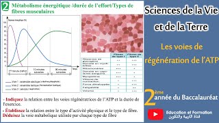 Les voies de régénération de lATP [upl. by Stranger]