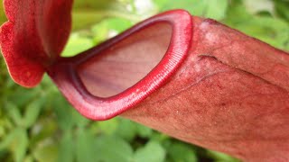 NEPENTHES CARE CONDITIONS  Carnivorous Plant Feeding [upl. by Livvi971]