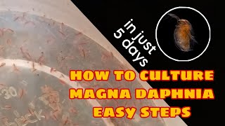 How to Culture Magna Daphnia Easily [upl. by Carin]