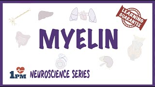 Myelin  Neuroscience series [upl. by Larianna]