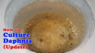 How to Culture Daphnia Update with ZERO Cost  Unlimited Live Food for Our Fish [upl. by Ollehto357]