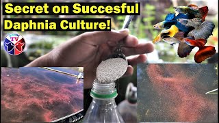 How to Culture Daphnia Successfully [upl. by Appleby]