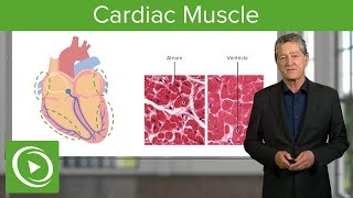 Cardiac Muscle Function amp Main Parts – Histology  Lecturio [upl. by Adnuahs]