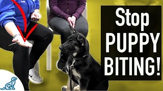 4 SIMPLE Exercises That You Can Do To STOP Puppy Biting [upl. by Eisoj]