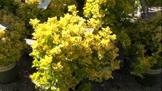 Golden Euonymus [upl. by Dorcas79]