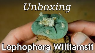 Unboxing Lophophora williamsii [upl. by Trueblood]