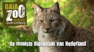 GaiaZOO Kerkrade de mooiste dierentuin van Nederland [upl. by Rayford101]