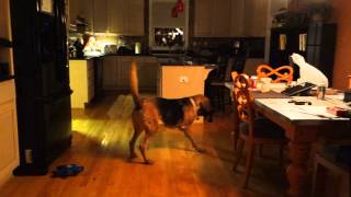 Bloodhound amp Basset Hound Racing through the house [upl. by Calondra]