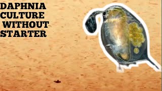 HOW TO CULTURE DAPHNIA NATURALLY WITHOUT A STARTER [upl. by Arikahc]