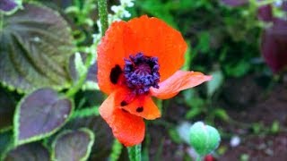 How to Grow Poppies from Seed [upl. by Lainey]