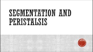 Segmentation and Peristalsis [upl. by Eiveneg]